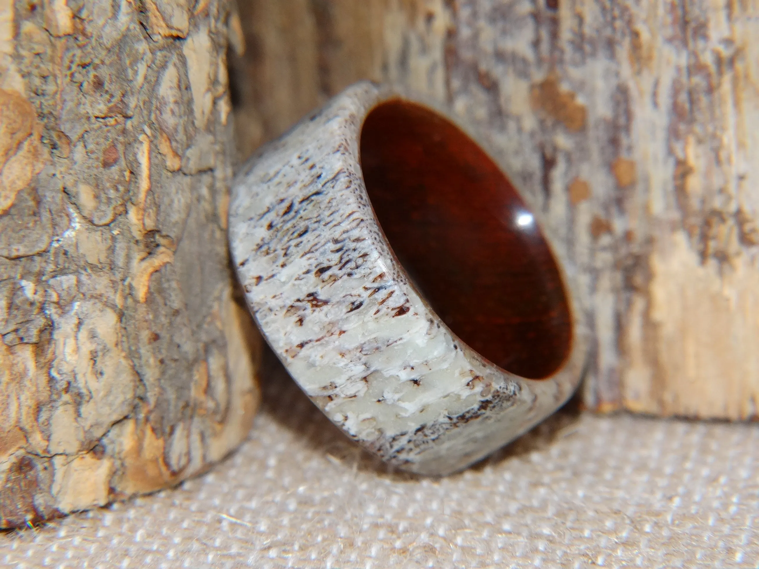 Bentwood Ring -  Aglow Deer Antler on Padauk Wood Core with Phosphorescent Stabilized