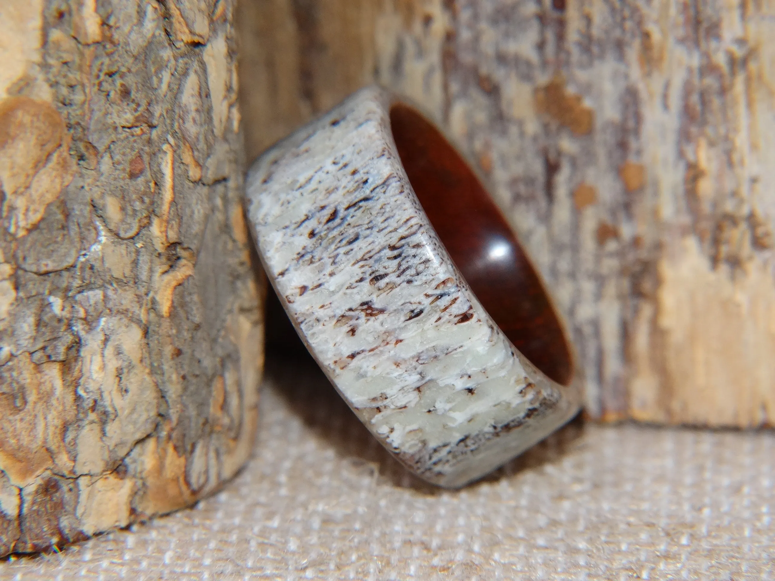 Bentwood Ring -  Aglow Deer Antler on Padauk Wood Core with Phosphorescent Stabilized